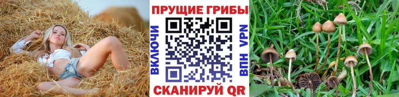Галлюциногенные грибы Psilocybe Нижняя Салда
